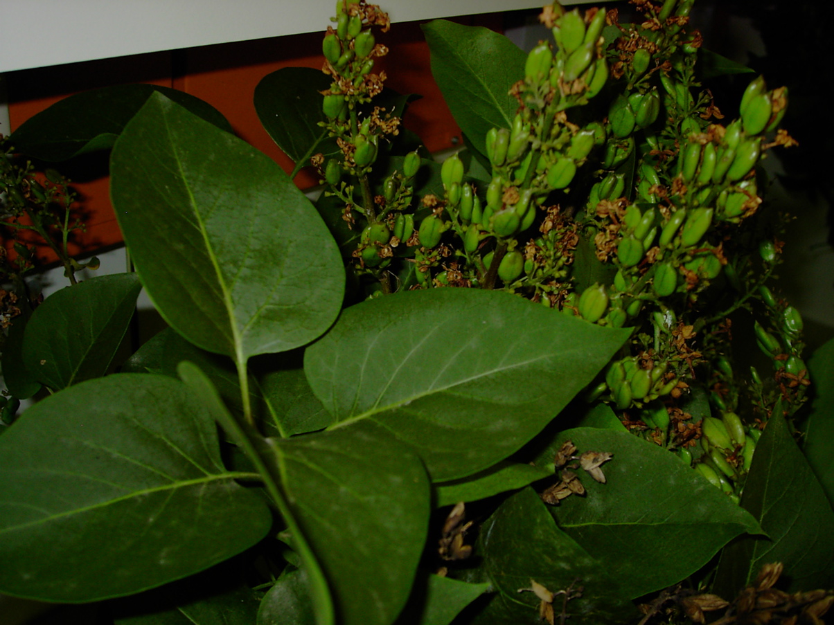 Syringa vulgaris (Flieder verblüht)