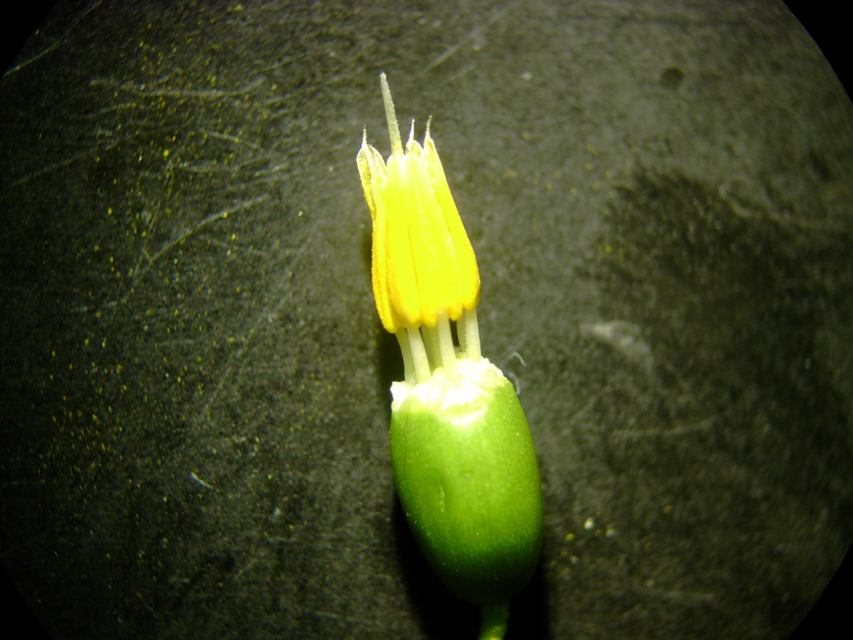 Primula vulgaris  Androeceum, Gynoeceum, Fruchtknoten