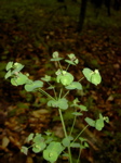 Euphorbia amygdaloides 1