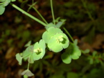 Euphorbia amygdaloides 2