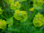 Euphorbia cyparissias - Cyathien