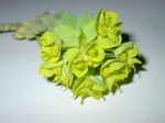 Euphorbia myrsinites - Infloreszenz