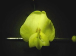 Laburnum angyroides - Blüte