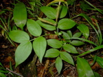 Lathyrus pratensis - Frucht