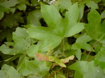 Acer campestre - Frucht