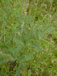 Onobrychis viciifolia 2