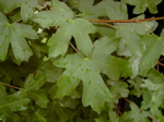 Acer campestre - Laubblatt
