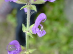 Salvia pratensis 3