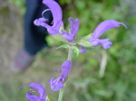 Salvia pratensis 4