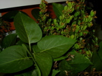 Syringa vulgaris (Flieder verblüht)