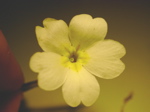Primula vulgaris 1