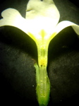 Primula vulgaris Längsschnitt Blüte