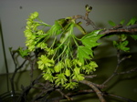 Acer platanoides - Infloreszenz
