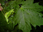 Acer platanoides - Laubblatt