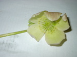 Helleborus niger 1