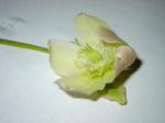 Helleborus niger 2