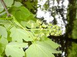 Acer pseudoplatanus - Infloreszenz