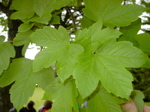 Acer pseudoplatanus - Laubblatt