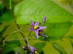 Solanum dulcamara 2