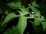 Solanum nigrum 1