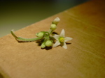 Solanum nigrum 2