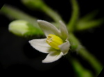 Solanum nigrum 3