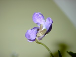 Viola sp 1