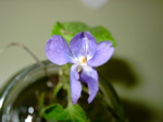Viola sp 2