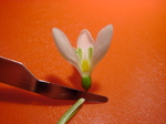 Galanthus nivalis  - Kronblatt entfernt