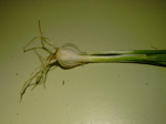 Galanthus nivalis - Querschnitt Spross Zwiebel