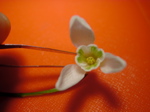 Galanthus nivalis 1