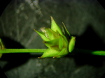 Carex divulsa - Ährchen