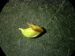 Carex pendula - Blüte