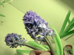 Hyacinthus orientale - Infloreszenz