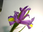 Iris 1