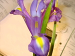 Iris 5 - Kronblatt nach unten geklappt