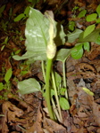 Arum alpinum