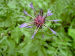 Centaurea montana