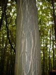 Carpinus betulus - Stamm