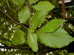 Carpinus betulus Laubblatt 1