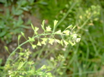 Capsella bursa pastoris - Traube