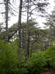 Pinus nigra - Bäume