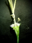 Campanula persicifolia - Querschnitt Fruchtknoten