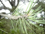 Pinus nigra 2