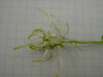 Phyteuma spicatum