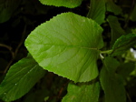Viburnum lantana - Laubblatt