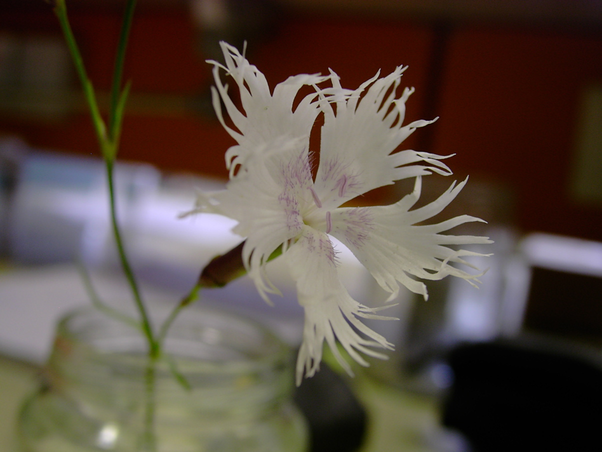 Dianthus plumarius