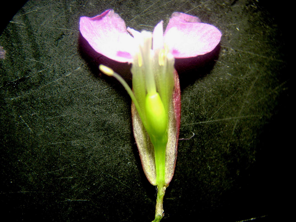 Lychnis viscaria Längsschnitt