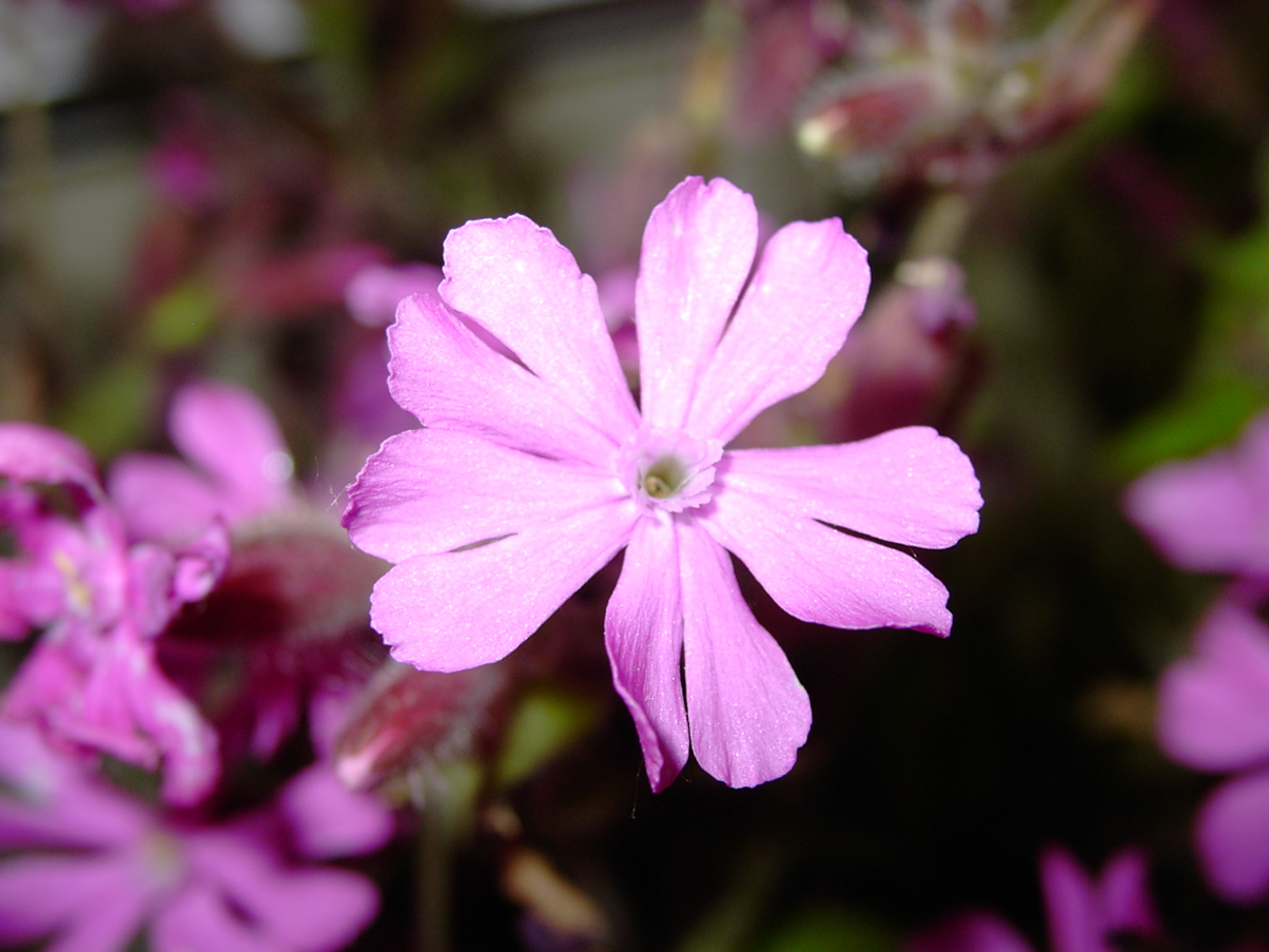 Silene dioica 1