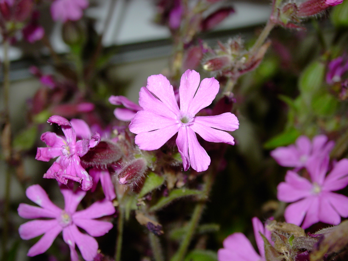 Silene dioica 2